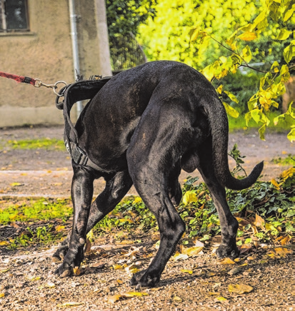 Tierhalterhaftpflicht: Wenn der Hund Schäden verursacht, ist eine eigene Versicherung für Hundehalter oft unerlässlich, um für entstandene Schäden aufzukommen. Foto: Christin Klose/dpa-mag