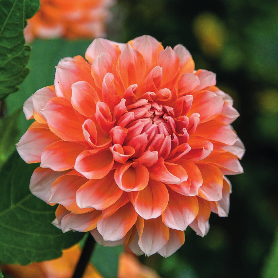 Dahlien bringen den Herbst zum Blühen. Bildquelle: Pexels