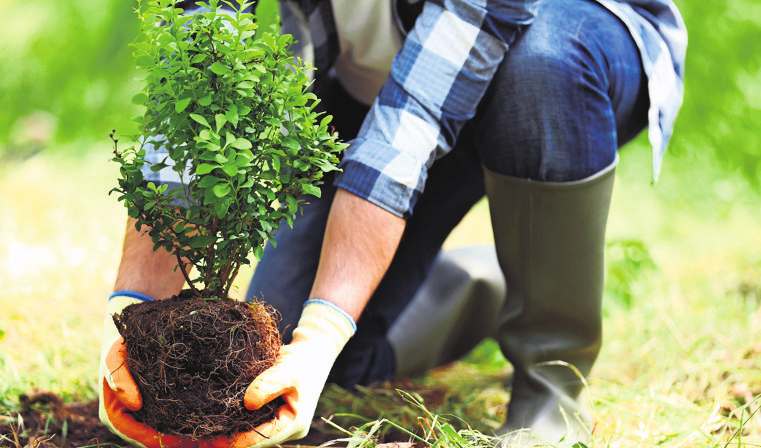 In vielen Städten und Gemeinden ist geregelt, was Gartenbesitzerinnen und -besitzer überhaupt pflanzen dürfen. Foto:z/djd/Roland Rechtsschutzversicherung/Africa Studio-stock.adobe.com