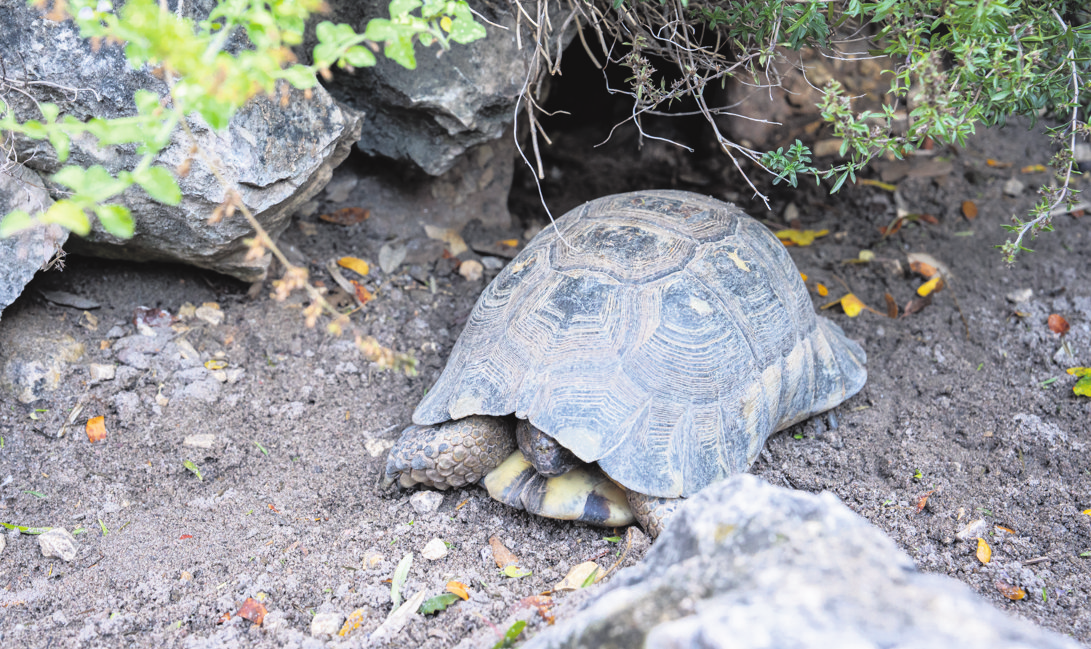 Ins Freilandgehege dürfen die Schildkröten im Frühjahr wieder. Foto: Wilhelma