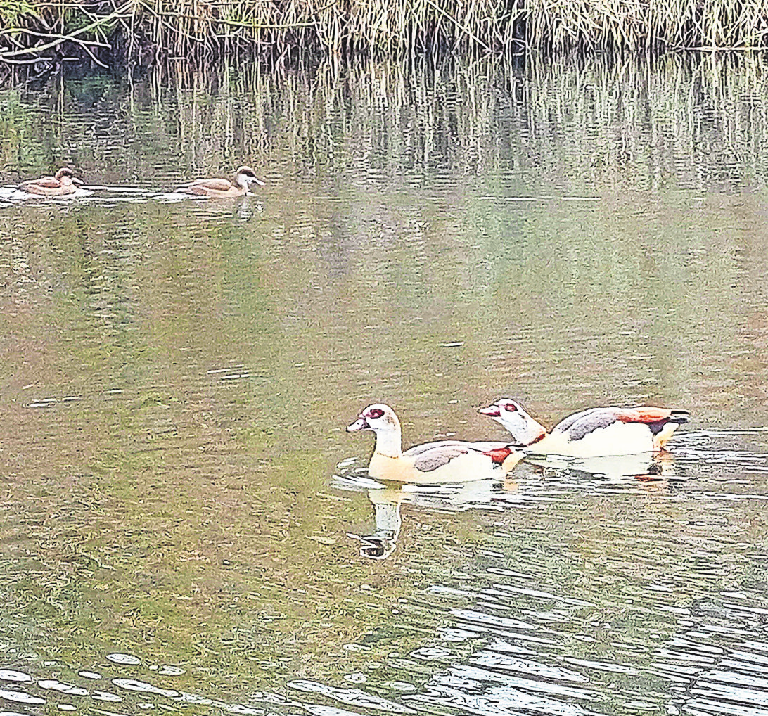 Die Nilgänse gelten als das hauptsächliche Problem an den Stuttgarter Gewässern.