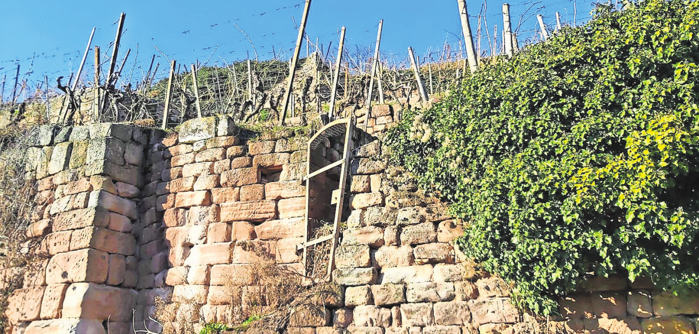 Die historischen Trockenmauern in den Steillagen an der Neckarhalde sind mit einem hohen Aufwand verbunden. In der Steillage ist nur Handarbeit gefragt. Und die Sanierung der Mauern ist aufwendig und kostspielig. Fotos (2): Peter Stotz