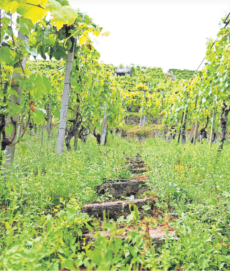 Trollinger, Spätburgunder, Lemberger, Riesling, Merlot, Shiraz, Dornfelder und Silvaner werden in den Steillagen angebaut. Fotos: Eva Herschmann
