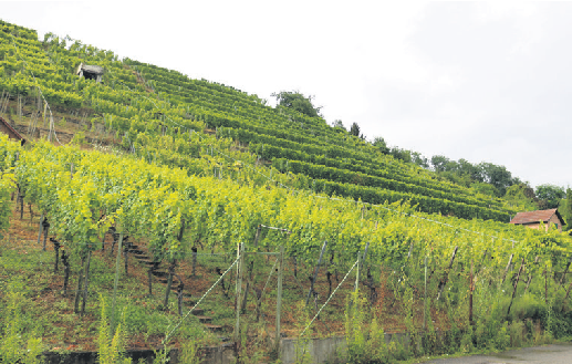 Die Steillagen prägen das Landschaftsbild.