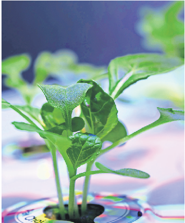 Bei der Pflanzentauschbörse wird alles getauscht, was im Garten wächst, egal ob Pak Choi-oder Erdbeerpflanzen.