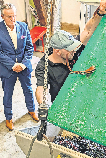Weinernte und der OB als aufmerksamem Beobachter. Fotos: Jürgen Brand