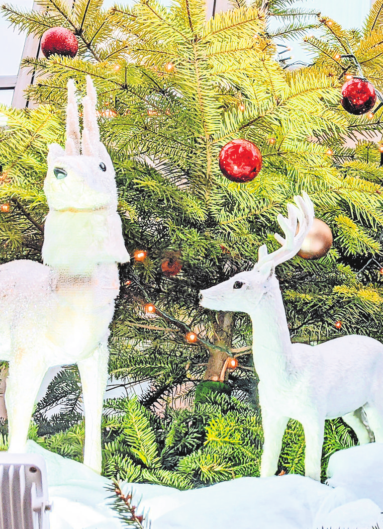 Der große Weihnachtsbaum zum Weihnachtsmarkt wird bereits dieses Wochenende aufgestellt. Fotos: Jürgen Brand
