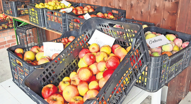 Ontario, Boskop, Pilot, Braeburn oder Elstar verkauft der OGV.