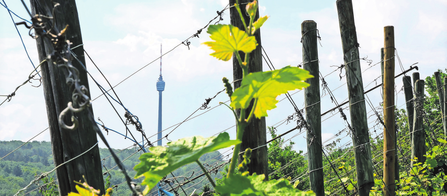 Beim Wandern durch die Weinberge eröffnen sich immer wieder neue Aussichten und Perspektiven. Fotos: Jürgen Brand