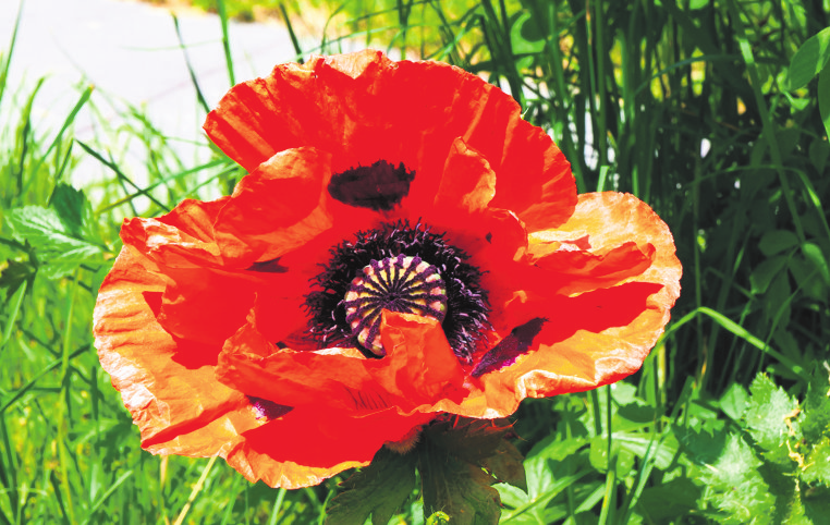 Blumen wachsen in und um Hedelfingen auch schon viele.