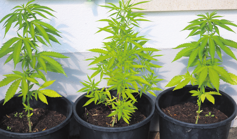 Zwar ist der Konsum von Cannabis teillegalisiert, aber über die Gefahren müssen die Jugendlichen aufgeklärt werden.