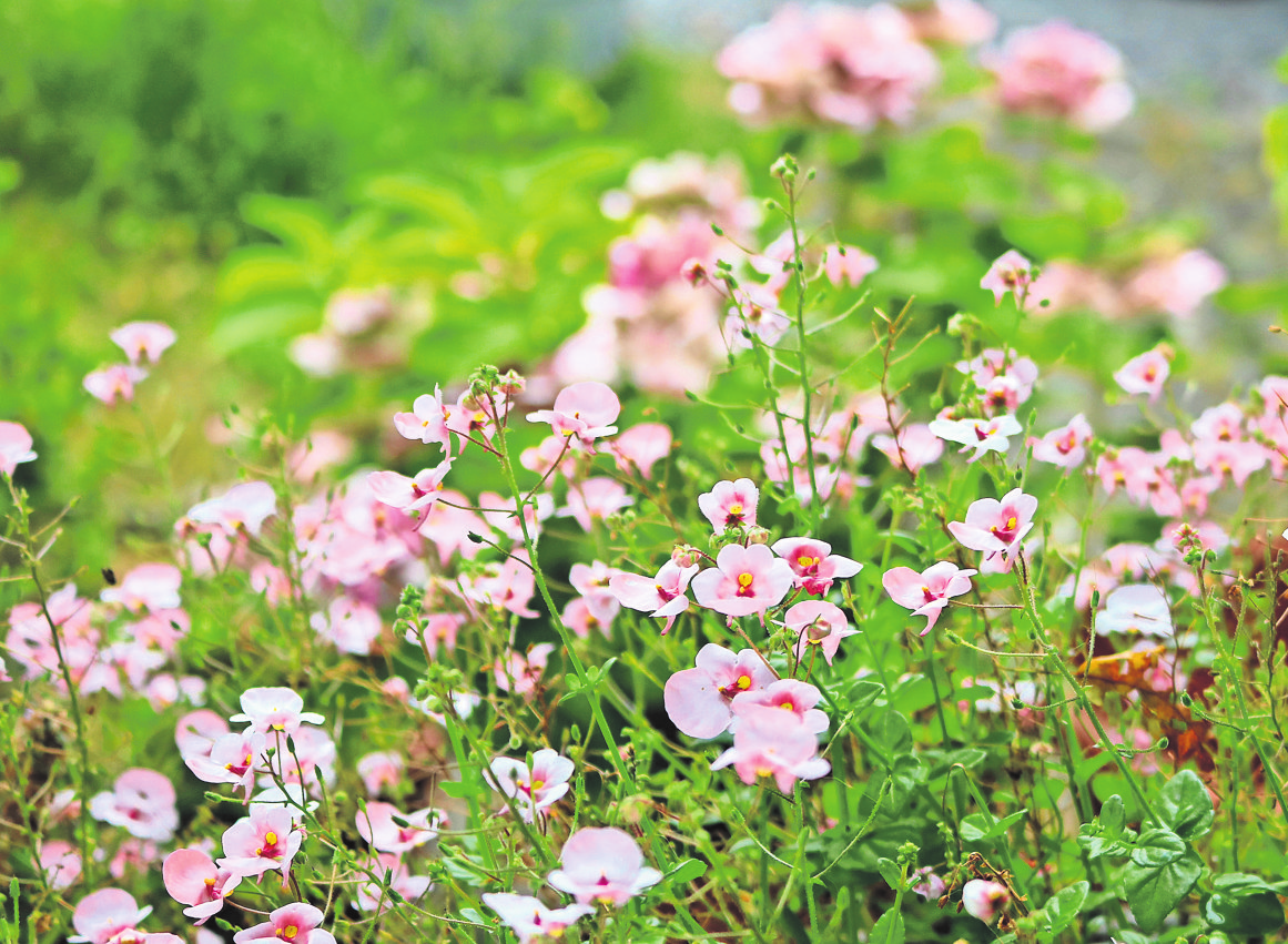 ...„Auf den Spuren unserer kostbaren Pflanzenvielfalt“ ist der Kurs überschrieben.