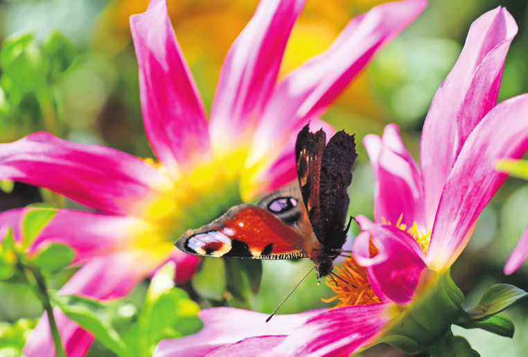 Blumen und Insekten gehören zu einer Landesgartenschau.