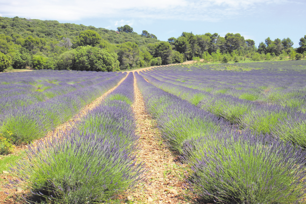 Provence