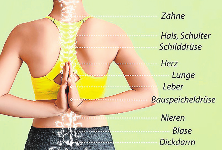 Das sind die Organe an der Wirbelsäule.