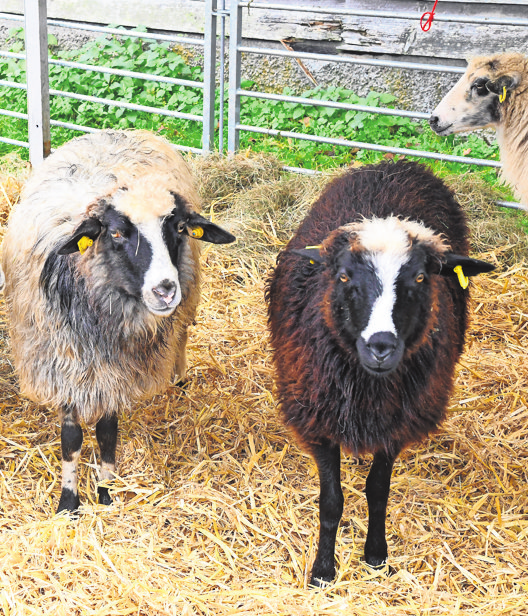 Messebesucher treffen auf knuffige Gefährten und erfahren, was man aus ihrer Wolle alles fertigen kann. Foto: KD BUSCH.COM