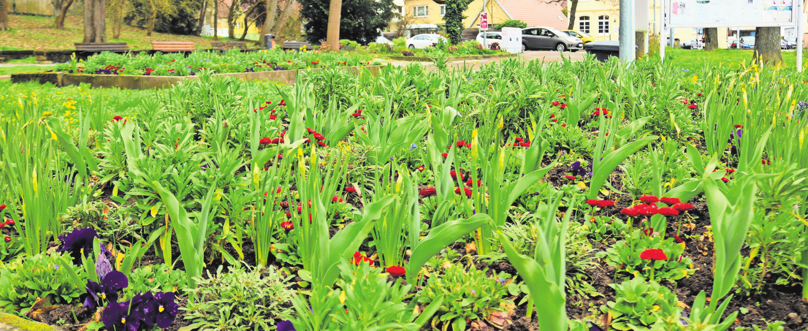 Bühlgarten wird zum Blühgarten. Die Blüten der Osterglocken sind noch zu, doch rundherum blüht es in den Blumenbeeten im Bühlgarten. Mehr als 200 Jahre war der Platz bei der Turn- und Versammlungshalle in Mühlhausens Arnoldstraße namenlos, bis er - auf Anregung des Bürgervereins Stuttgart-Mühlhausen und Antrag des Bezirksbeirats - im vergangenen Oktober getauft wurde. Damals präsentierte sich die Grünanlage schmucklos, jetzt ist es dort schön bunt.eha Foto:eha