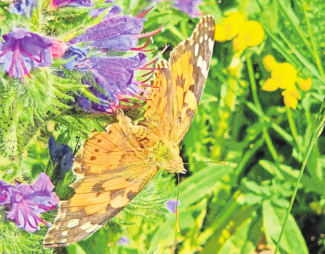 Naturnahe Gärten sind nicht nur Augenweide für uns Menschen, sondern auch Lebensgrundlage für eine Vielzahl an Pflanzenund Tierarten. Foto: BGL