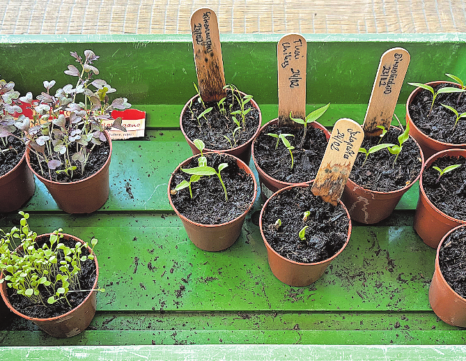 Zweierlei Rauke, dreierlei Chili und dazwischen ein Töpfchen mit Zitronengras.