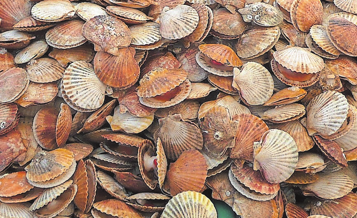 Herzmuschel, Venusmuschel, Vongole-Köstlichkeit hat viele Namen. Foto: Michael K. Albrecht