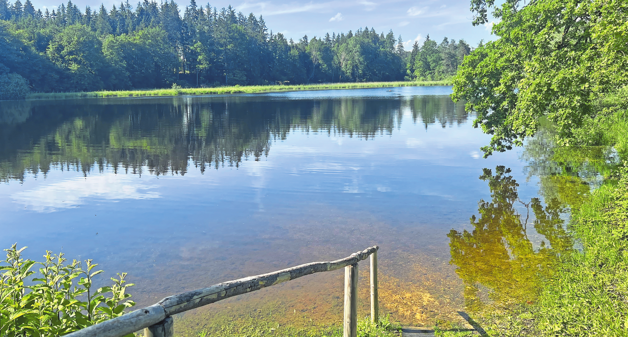 Wasser und Wald: Der Buchsee bei Münsing ist ein kleiner Moorsee und liegt mitten in der Natur. Foto: Susanne Hauck