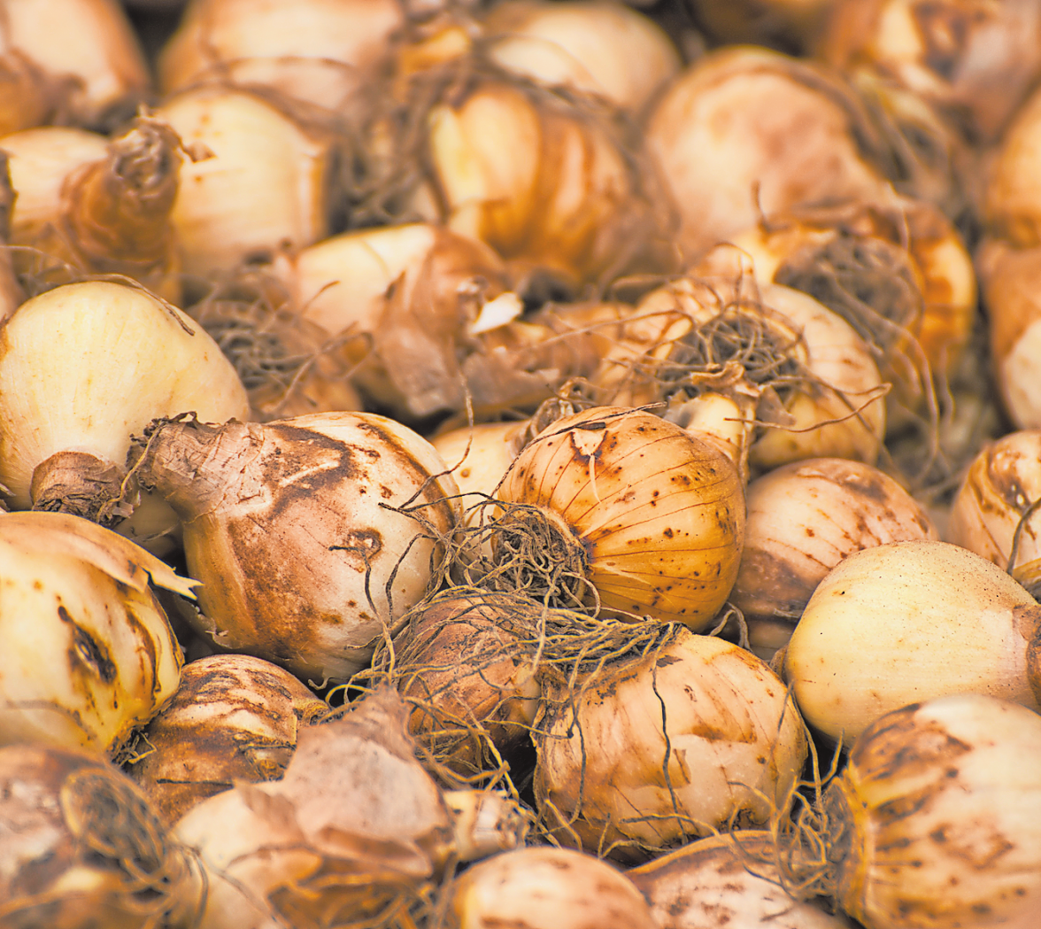 Höchste Zeit, dass die Zwiebeln eingepflanzt werden. Foto: Pixabay
