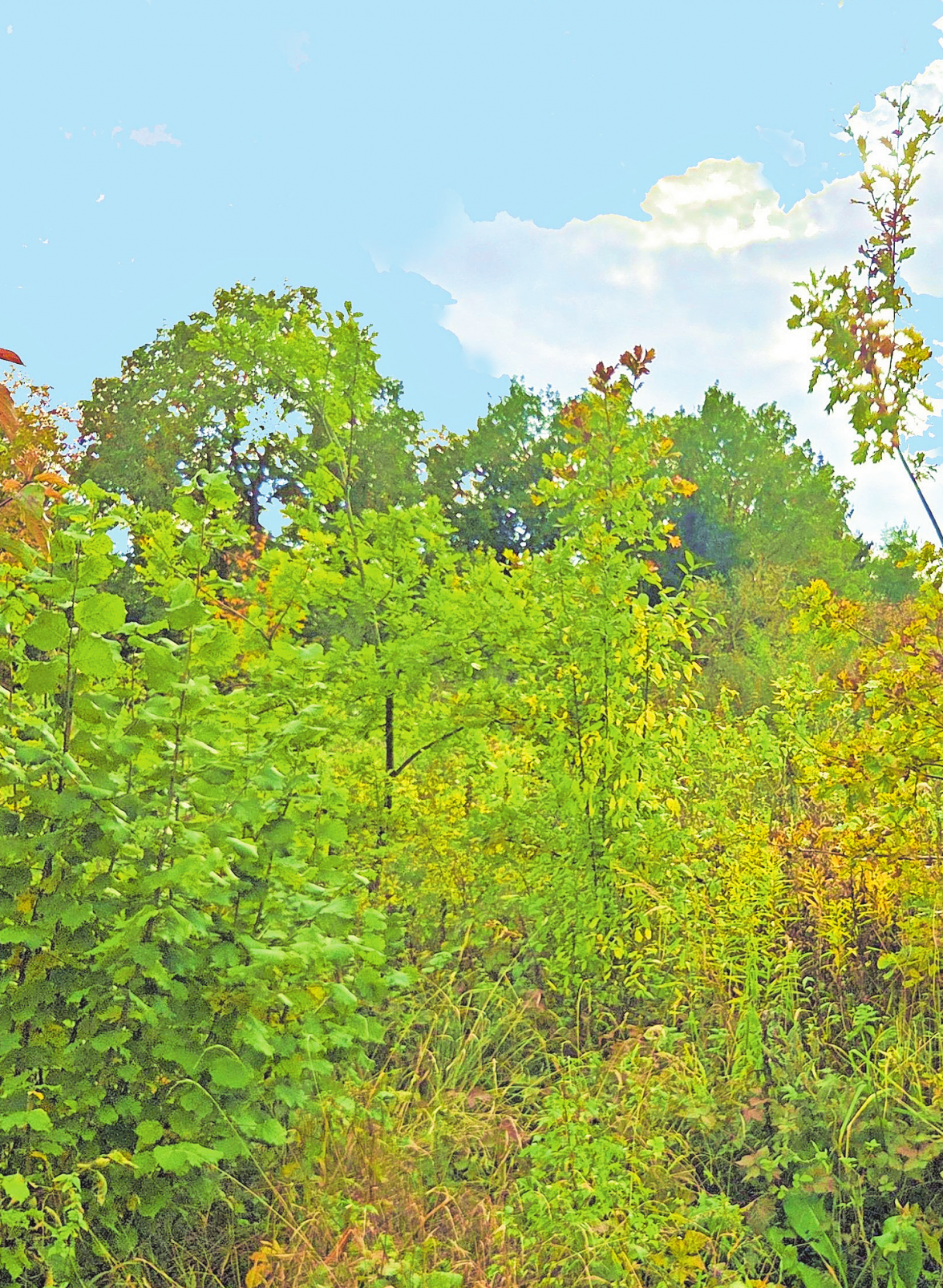Sieht schon jetzt ziemlich nach Urwald aus, diese viertausend Quadratmeter große Fläche am Südwestrand der Brucker Hasenheide-tatsächlich hat Joe Kellerer hier schon rund 600 Klimabäumchen gepflanzt.