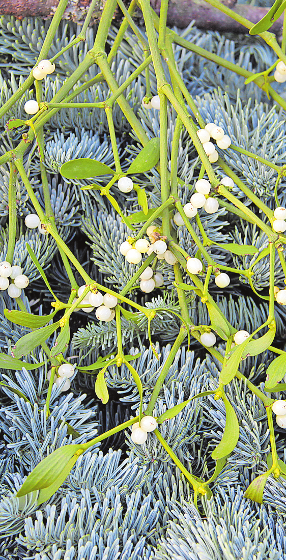Beliebte Weihnachtsdeko: Tannenund Mistelzweige. Fs.: Adobe Stock