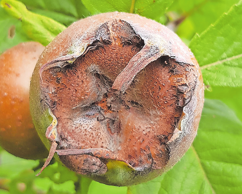 Die dialektale Bezeichnung "Hundsärsch" für die Mispelfrucht erklärt sich bei einem Anblick wie diesem von selbst.