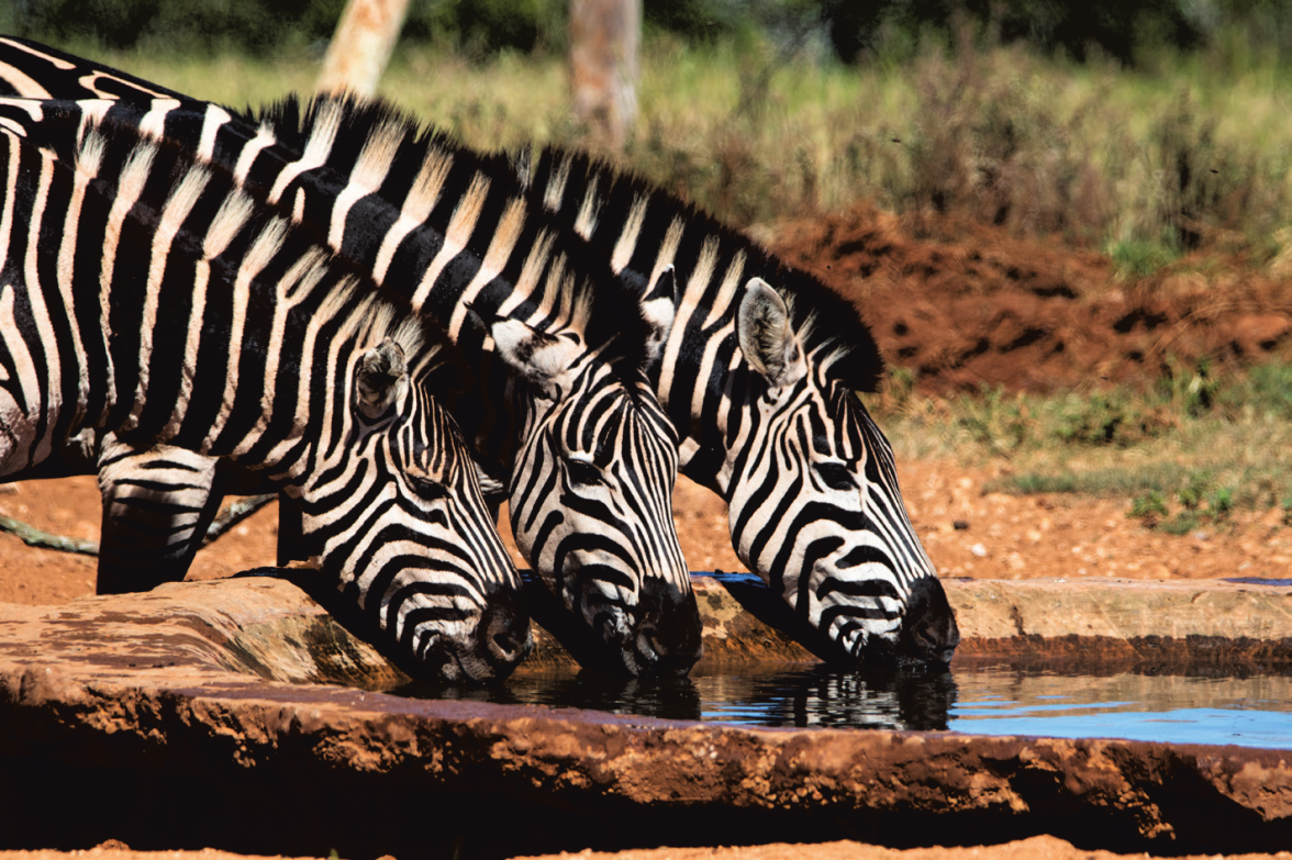 Zebras im Addo Nationalpark. ©Boris - stock.adobe.com, GLOBALIS