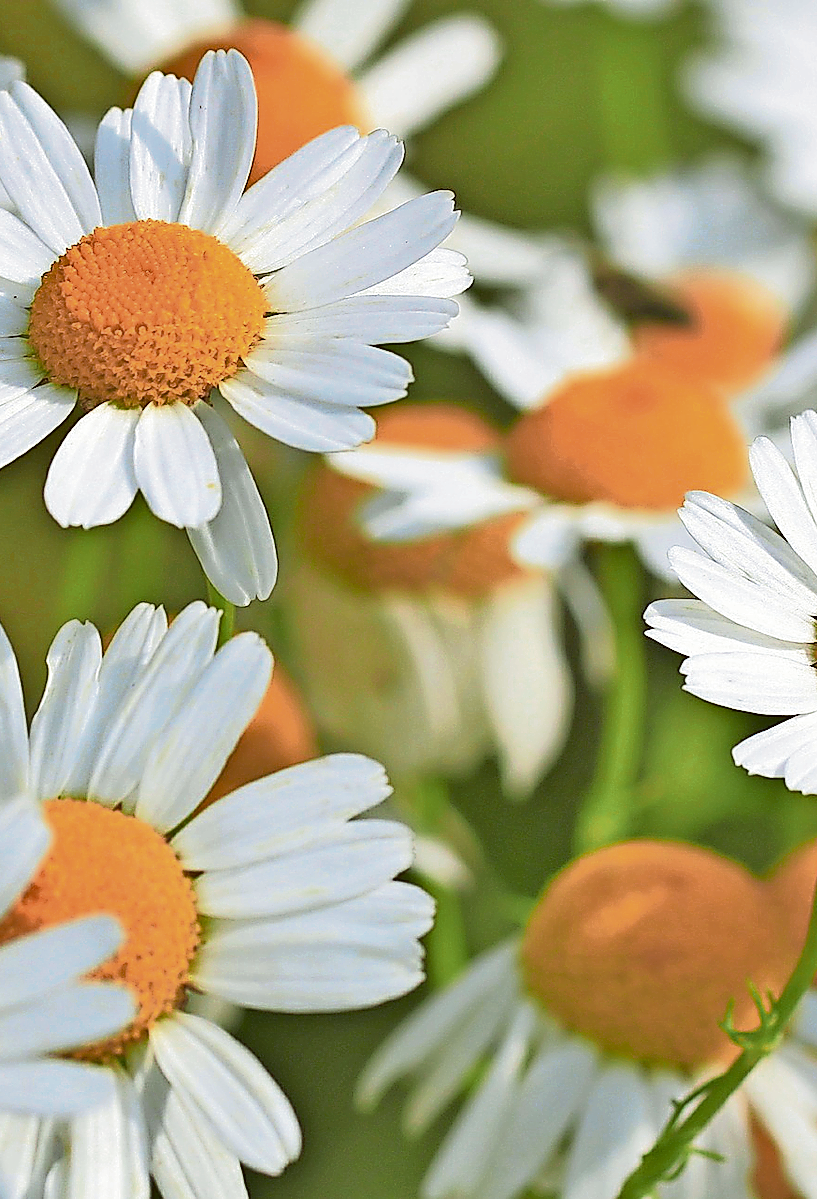 Die Kamille ist eine wertvolle Heilpflanze. Wo man sie findet, erfährt man im „Hausapotheken“-Kurs. Foto: Pixabay