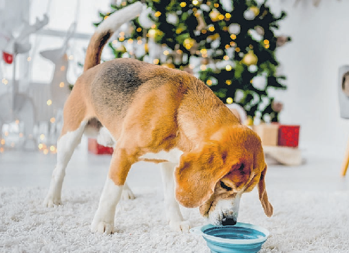 Wer sein Heimtier während der Feiertage richtig verwöhnen möchte, sollte auf tiergerechte Leckerlis zurückgreifen. FOTO: ADOBE/TAN4IKK