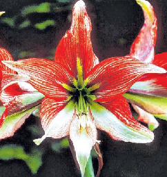 Die Amaryllis bietet einen Farbtupfer im Winter. FOTO: MARION NICKIG/DPA-TMN