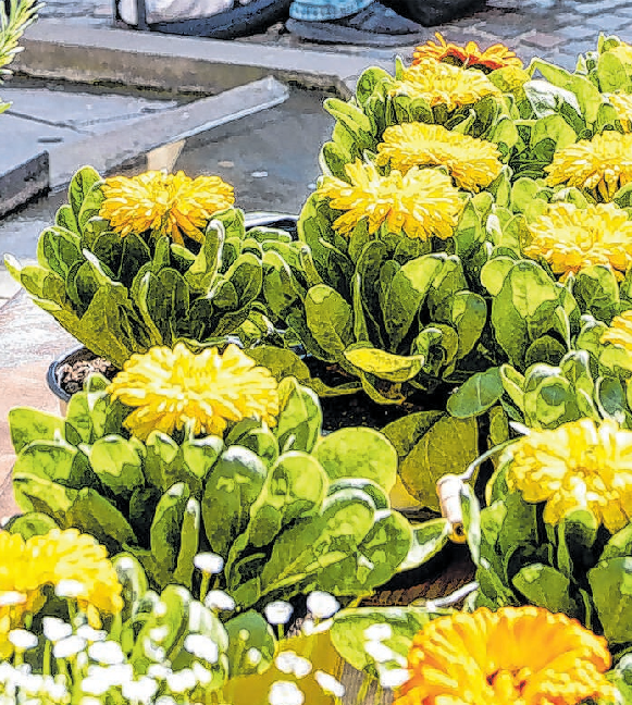 Auf dem Frühlingsmarkt "Rottenburg blüht auf" dreht sich vieles um Floristik und Garten. Aber bei weitem nicht nur!