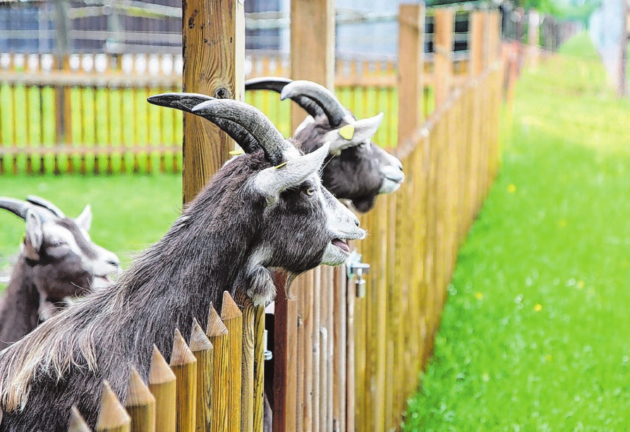 Tierschutzorganisationen oder Tierheime freuen sich Und auch über Spenden, um ihre Schützlinge gut versorgen zu können. Foto: bboellinge/Pixabay