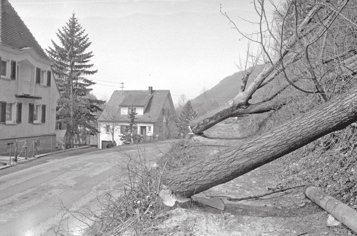 18.04.1975 Kastanien bei Eybach werden gefällt