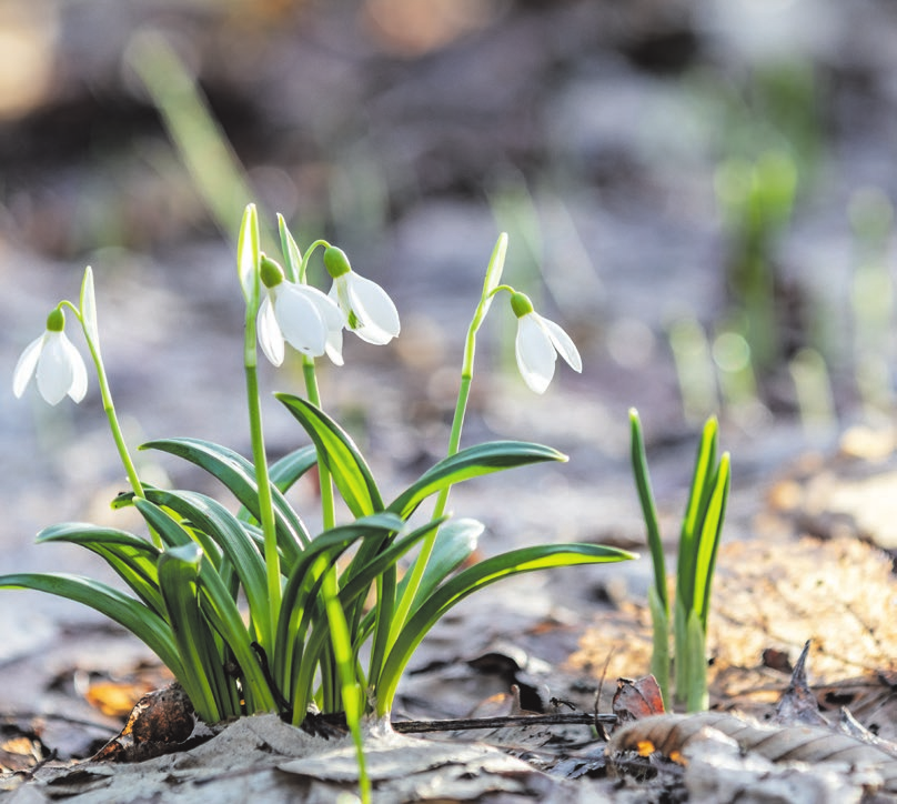FOTO: VICTORIA KONDYSENKO/ADOBESTOCK