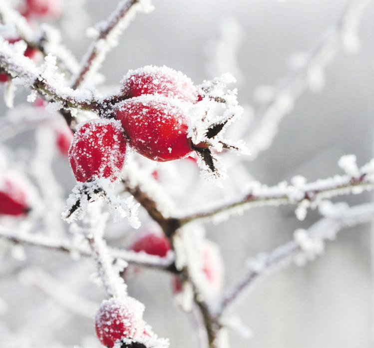 FOTO: AGNESKANTARUK/ADOBESTOCK