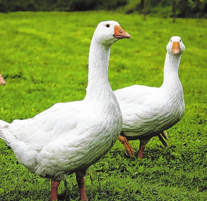 Wer in der Herbstund Winterzeit Wert auf hochwertige Lebensmittel legt, greift gerne zu Gänsen direkt vom Erzeuger. Statt anonymer Massenware aus dem Supermarkt entscheiden sich immer mehr Verbraucher für regional erzeugte Gänse aus artgerechter Haltung. Foto: pixabay