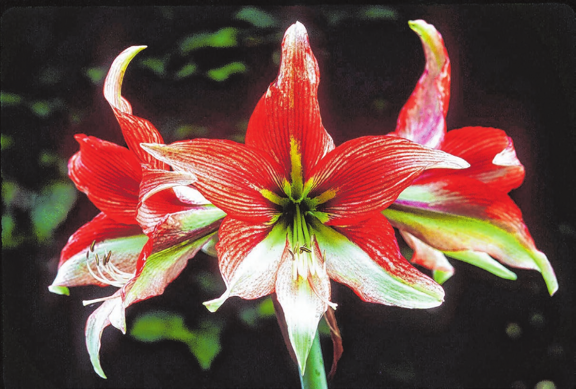 Farbtupfer im Winter: Mehrjährige Zimmerpflanzen wie die Amaryllis sind in der Weihnachtszeit eine hübsche Alternative zum Weihnachtsstern. Foto: Marion Nickig/dpa-mag