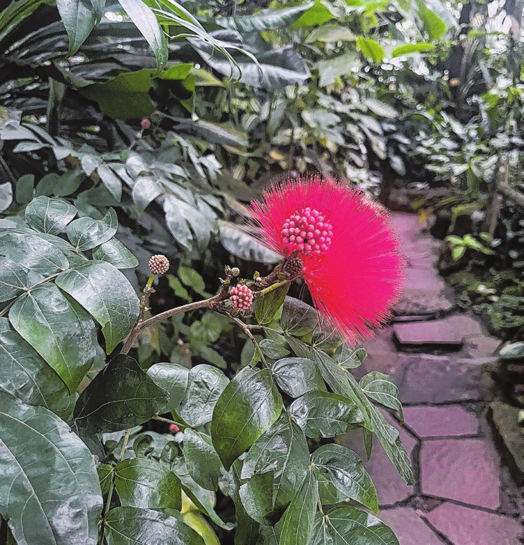 Die wunderschöne rote Puderquastenblume.