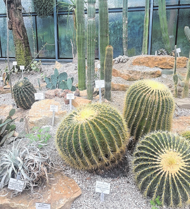 Die größten Kakteen, Sukkulenten.