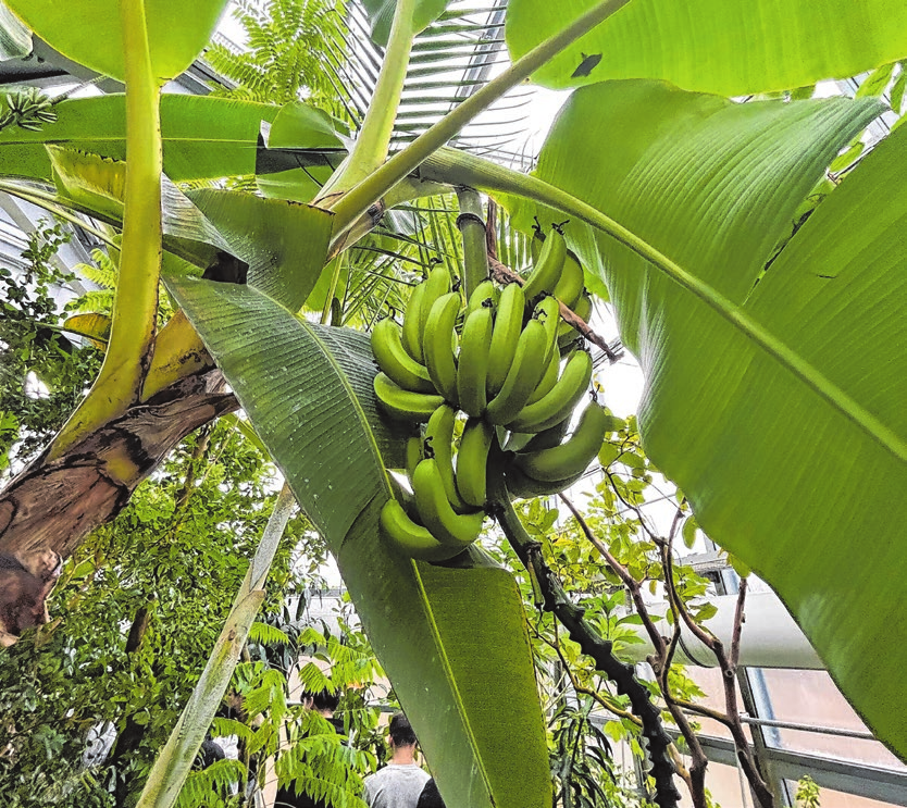 Noch unreife Bananen und riesige Palmblätter.