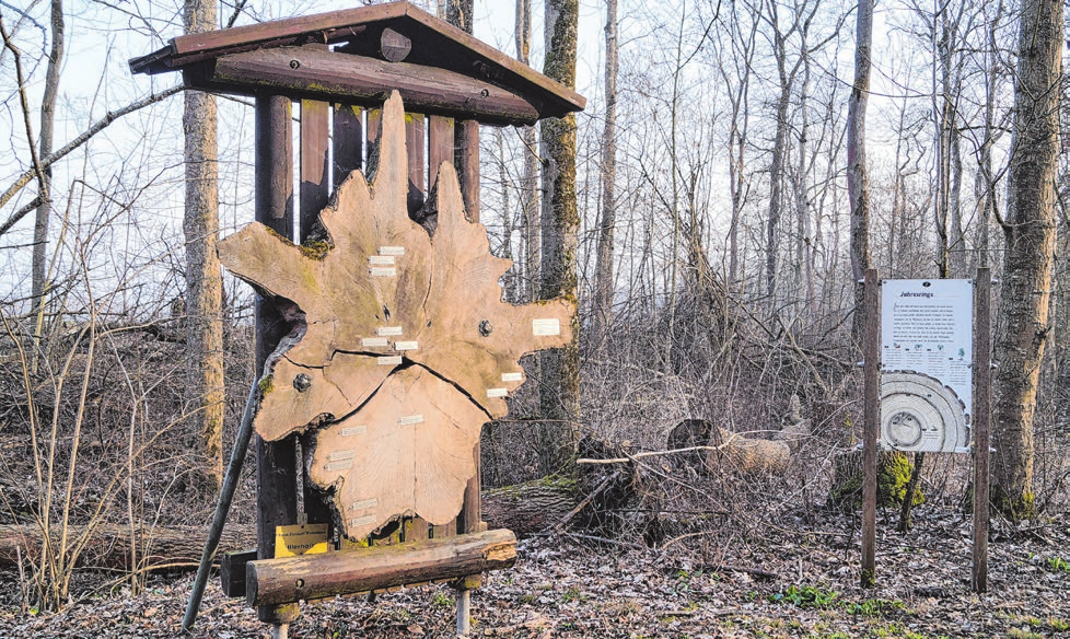 Der Naturlehrpfad „Illerau“ im Bereich Neu-Ulm/Ludwigsfeld ist Teil der wertvollen Auenlandschaft entlang der Iller. Foto: P. Starzmann
