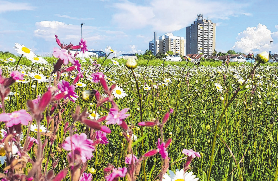 Badesee, Illerauen und markante Hochhäuser: Es ist genau dieser Kontrast, der Ludwigsfeld so reizvoll macht. FOTO: GAU