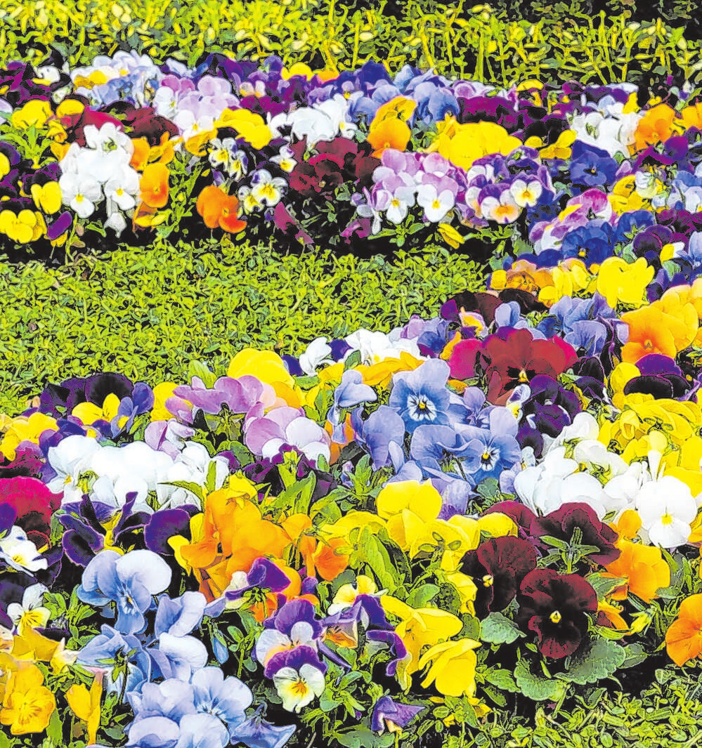 Kunstvoll arrangiert läuten die Blumen den Frühling ein.