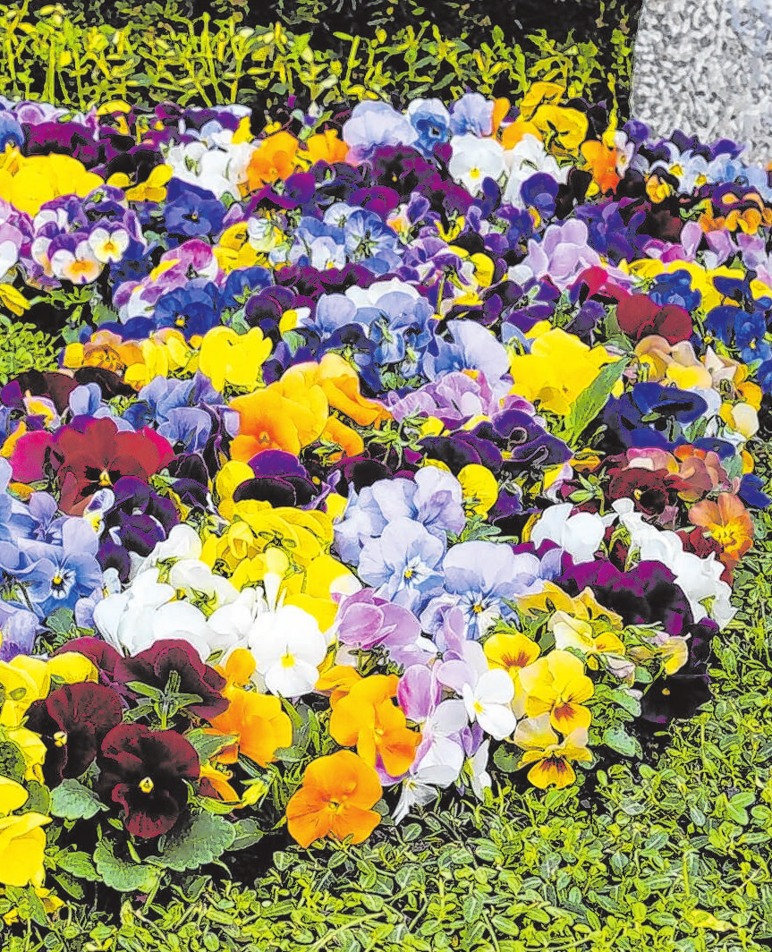 Kunstvoll arrangiert läuten die Blumen den Frühling ein. Foto: GdF