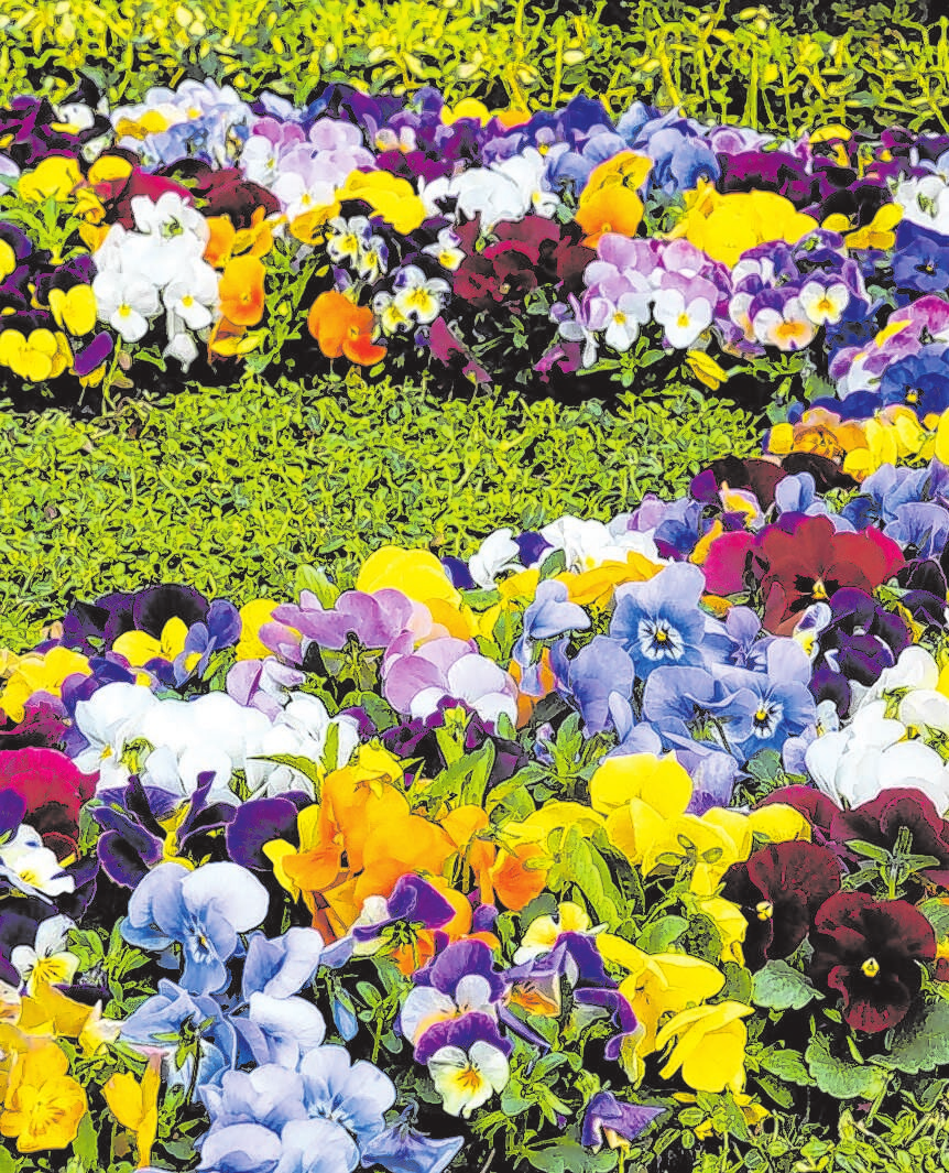 Kunstvoll arrangiert läuten die Blumen den Frühling ein.