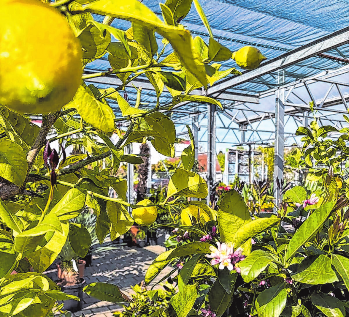 Bei Blumen Jetter in Balingen können Sie sich den Süden nach Hause holen. Überzeugen Sie sich selbst!