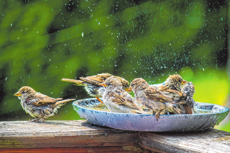 FOTO: DOREENB. PHOTOGRAPHY/ADOBE STOCK